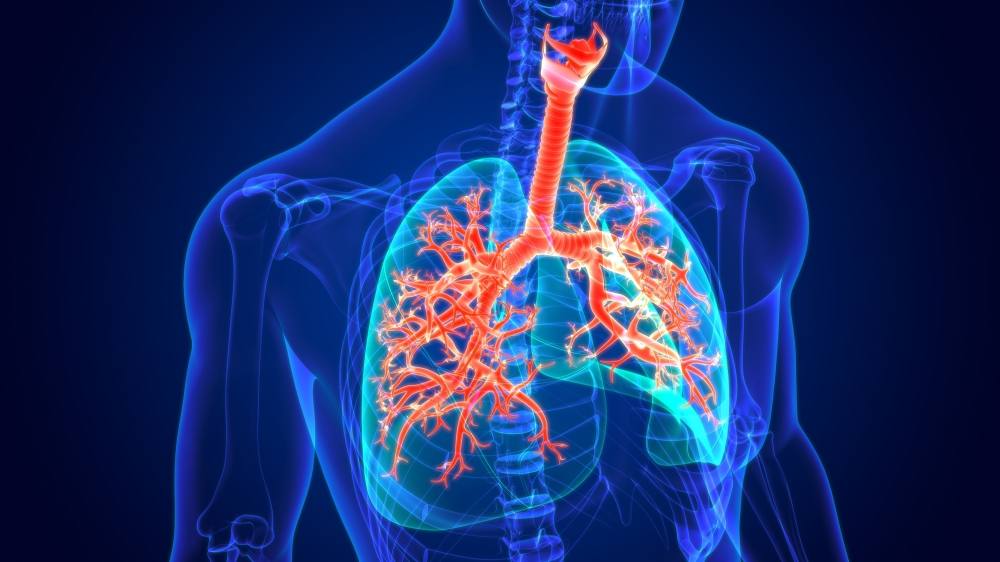 Respiratory System Profile (4)